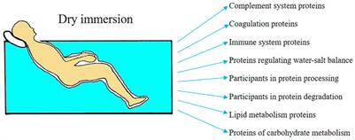 Changes in the body fluids proteome as a reflection of the physiological effects of dry immersion